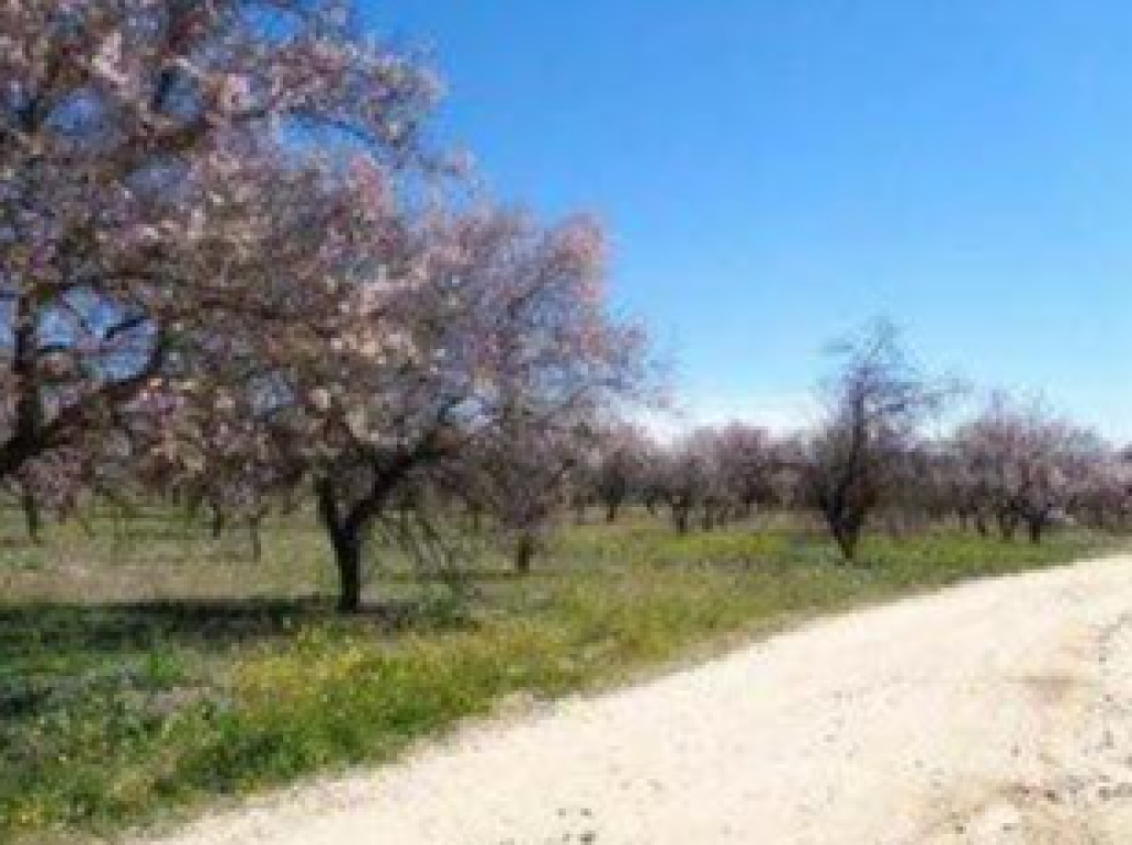 Imagen 3 de Finca Rústica en Olías del Rey