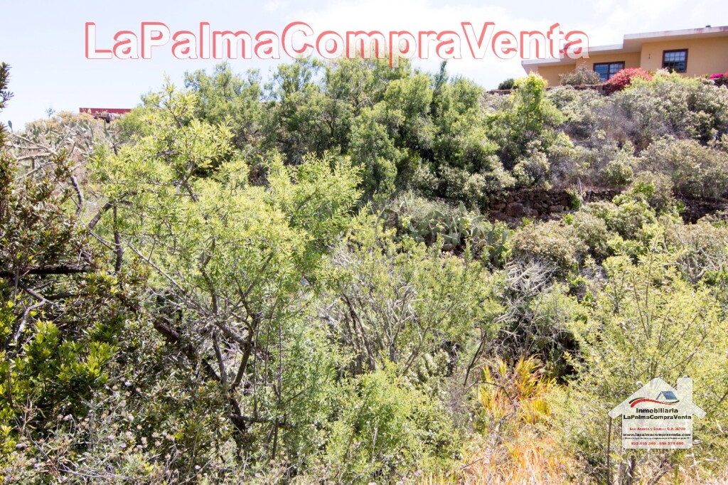 Imagen 2 de Suelo rústico en Venta en Puntagorda Santa Cruz de Tenerife