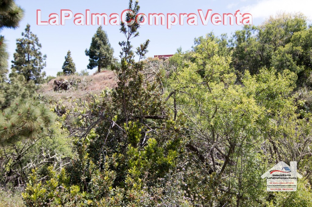Imagen 3 de Suelo rústico en Venta en Puntagorda Santa Cruz de Tenerife