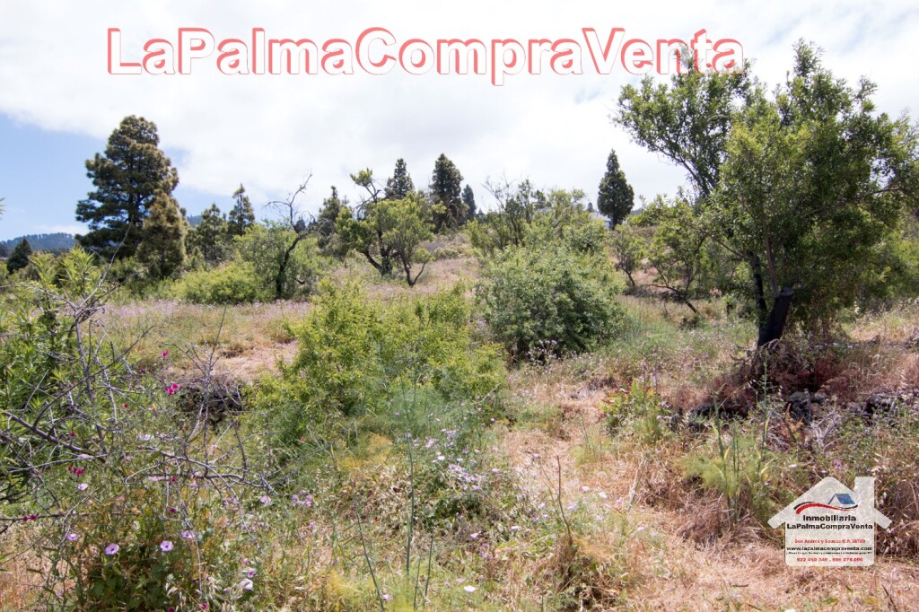 Imagen 4 de Suelo rústico en Venta en Puntagorda Santa Cruz de Tenerife
