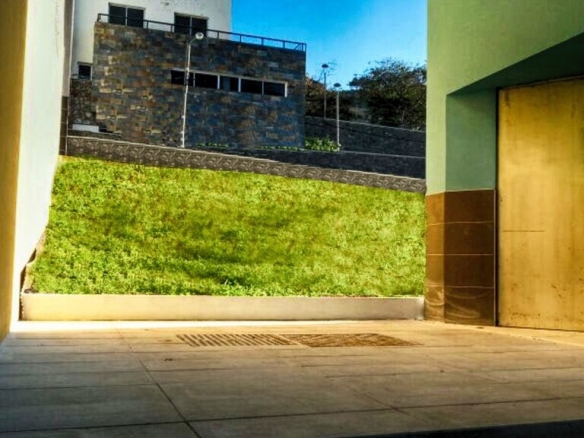 Las Las Palmas TAMARACEITE