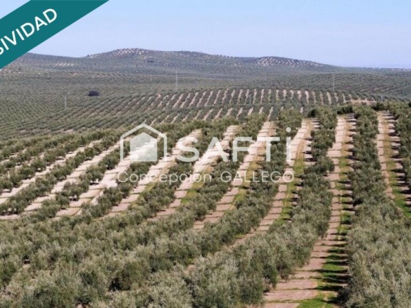 Imagen 4 de Terreno de Secano con Plantación de Olivos en Campo de Criptana