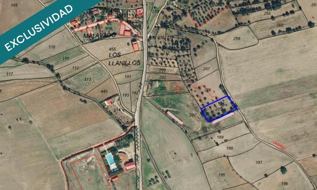 Imagen 2 de Olivar de 2.925 m²