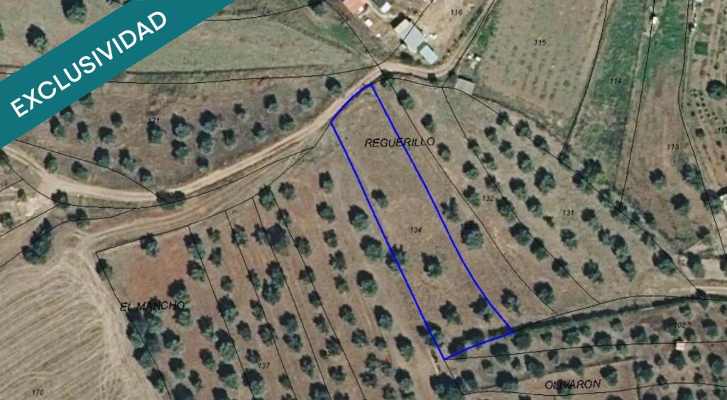 Imagen 3 de Olivar de 1.819 m²