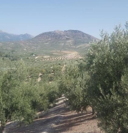 Imagen 2 de Olivar de 170 olivas de riego en Quesada. SIN COMISIÓN DE COMPRA.