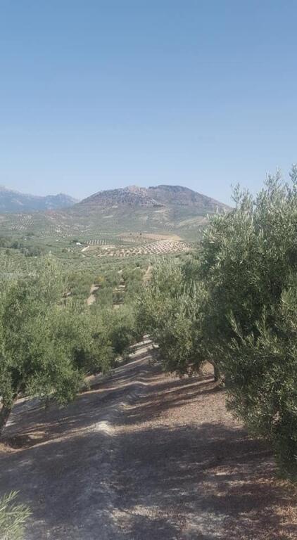 Imagen 2 de Olivar de 170 olivas de riego en Quesada. SIN COMISIÓN DE COMPRA.