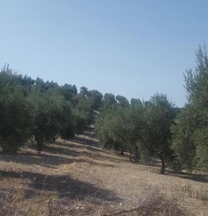 Imagen 3 de Olivar de 170 olivas de riego en Quesada. SIN COMISIÓN DE COMPRA.