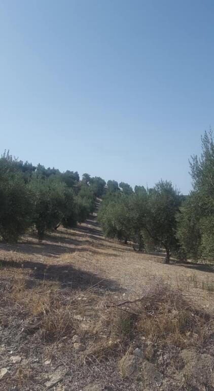 Imagen 3 de Olivar de 170 olivas de riego en Quesada. SIN COMISIÓN DE COMPRA.