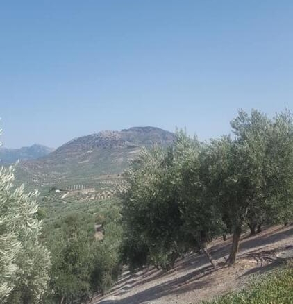 Imagen 4 de Olivar de 170 olivas de riego en Quesada. SIN COMISIÓN DE COMPRA.