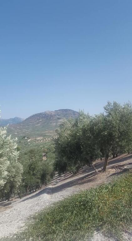 Imagen 4 de Olivar de 170 olivas de riego en Quesada. SIN COMISIÓN DE COMPRA.