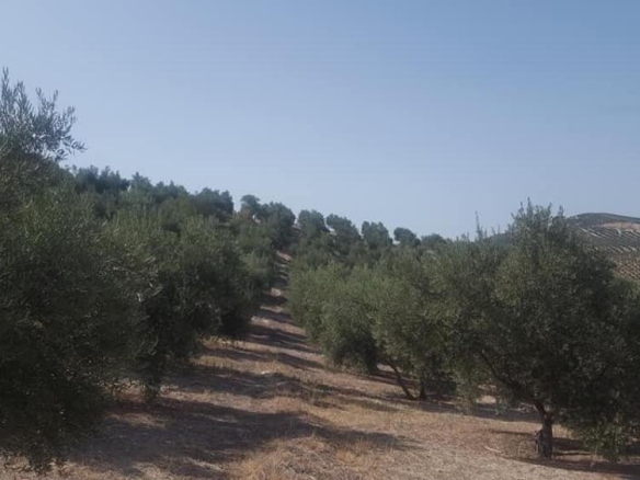 Imagen 1 de Olivar de 170 olivas de riego en Quesada. SIN COMISIÓN DE COMPRA.