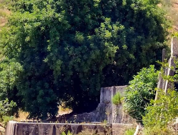 Imagen 4 de Finca (130hc) en Ardales junto al Caminito del Rey