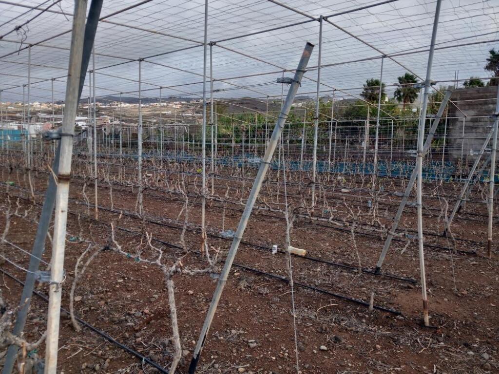 Imagen 3 de Finca rústica con invernaderos en Charco del Pino