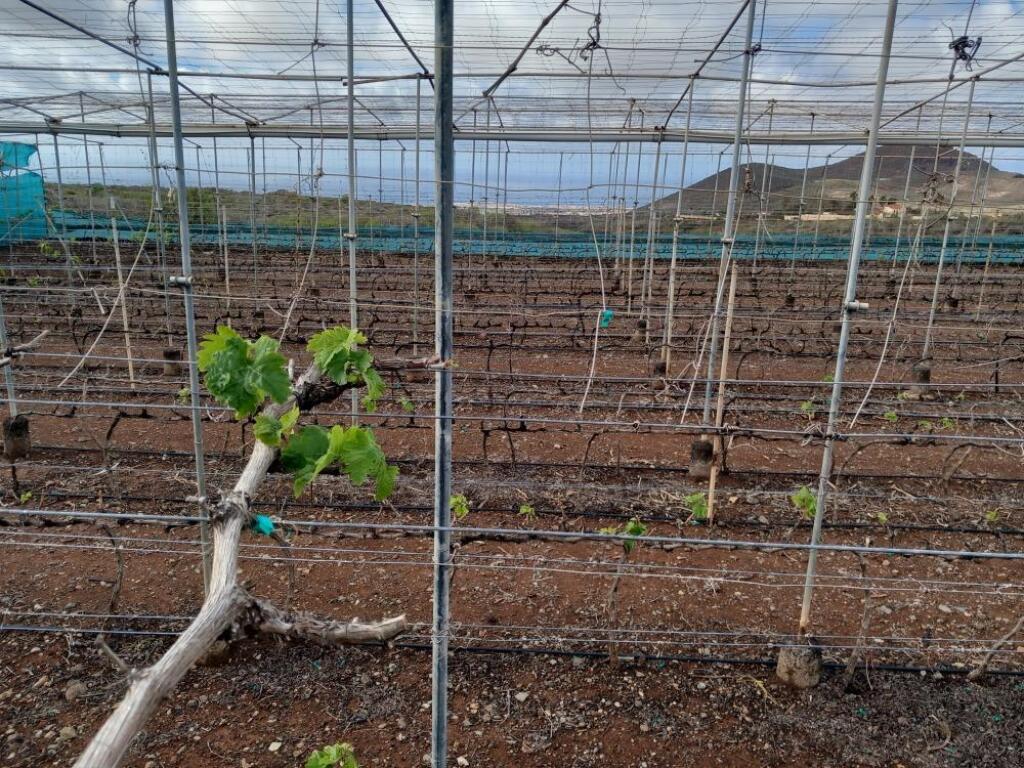 Imagen 4 de Finca rústica con invernaderos en Charco del Pino