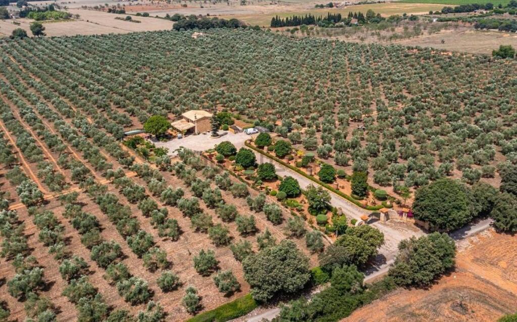 Imagen 2 de Tu negocio de aceite de oliva