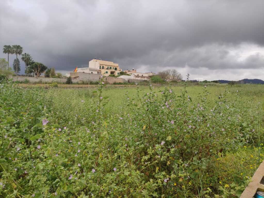 Imagen 4 de Solar urbano en Venta en Porreres Baleares