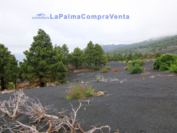 Las (El Paso) Santa Cruz de Tenerife