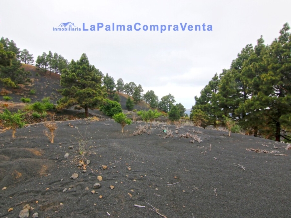 Las (El Paso) Santa Cruz de Tenerife