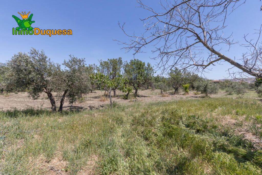 Imagen 2 de TERRENO RUSTICO CON OLIVOS Y FRUTALES con casi 3.000 m²