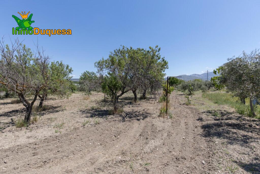 Imagen 3 de TERRENO RUSTICO CON OLIVOS Y FRUTALES con casi 3.000 m²