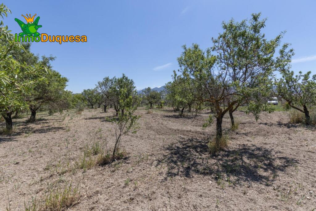 Imagen 4 de TERRENO RUSTICO CON OLIVOS Y FRUTALES con casi 3.000 m²