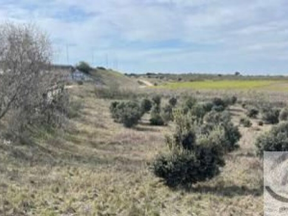 Imagen 4 de TERRENO EN CASARRUBIOS **CONSULTAR PRECIO**