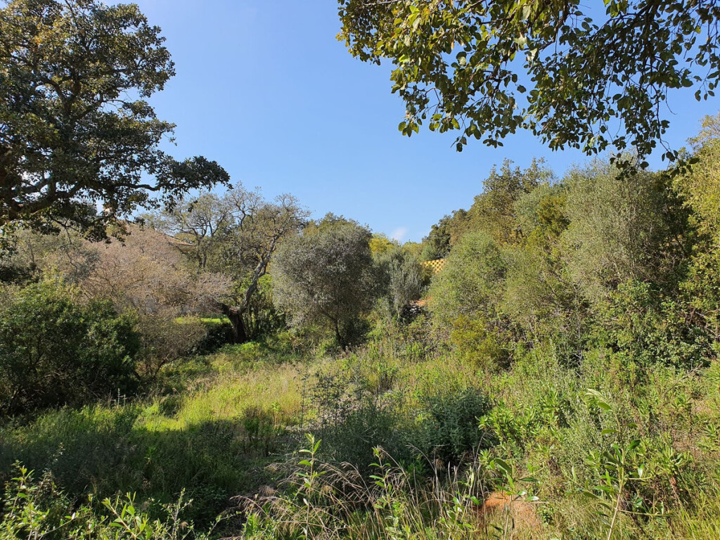 Imagen 2 de Solar residencial en Venta en Sotogrande Cádiz