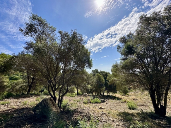 Imagen 4 de Suelo rústico en Venta en Sotogrande Cádiz