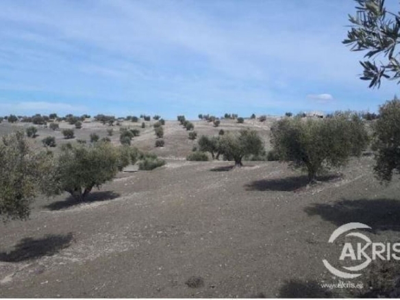 Imagen 1 de SUELO RUSTICO NO URBANIZABLE EN ALAMEDA DE LA SAGRA