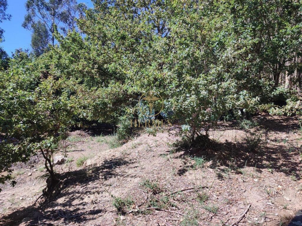 Imagen 3 de Terreno rustico ideal para explotacion 10.000 m2 en Tui