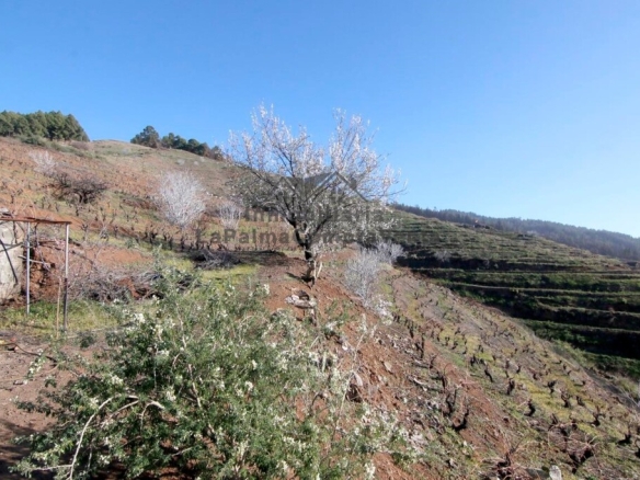 Imagen 3 de Suelo rústico en Venta en Puntagorda Santa Cruz de Tenerife