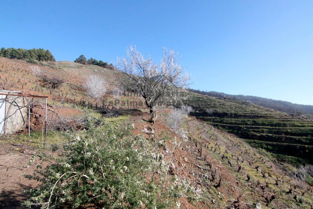 Imagen 3 de Suelo rústico en Venta en Puntagorda Santa Cruz de Tenerife