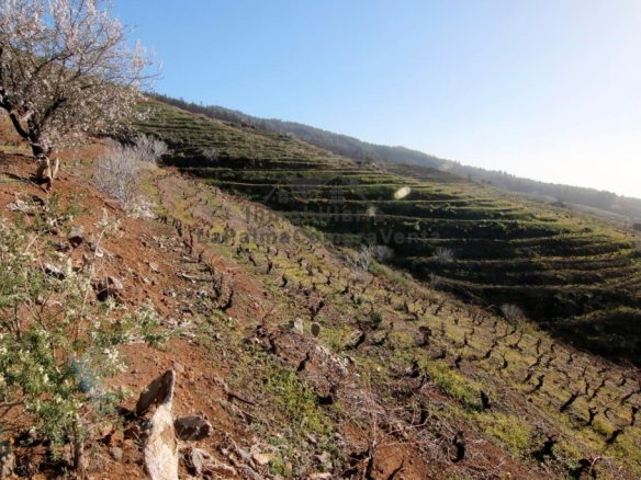 Imagen 4 de Suelo rústico en Venta en Puntagorda Santa Cruz de Tenerife