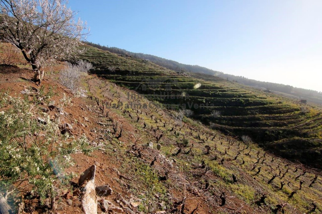Imagen 4 de Suelo rústico en Venta en Puntagorda Santa Cruz de Tenerife
