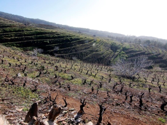 Imagen 1 de Suelo rústico en Venta en Puntagorda Santa Cruz de Tenerife