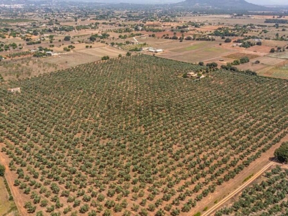 Imagen 1 de Tu negocio de aceite de oliva