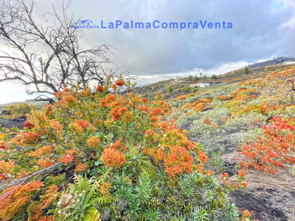 Los Santa Cruz de Tenerife