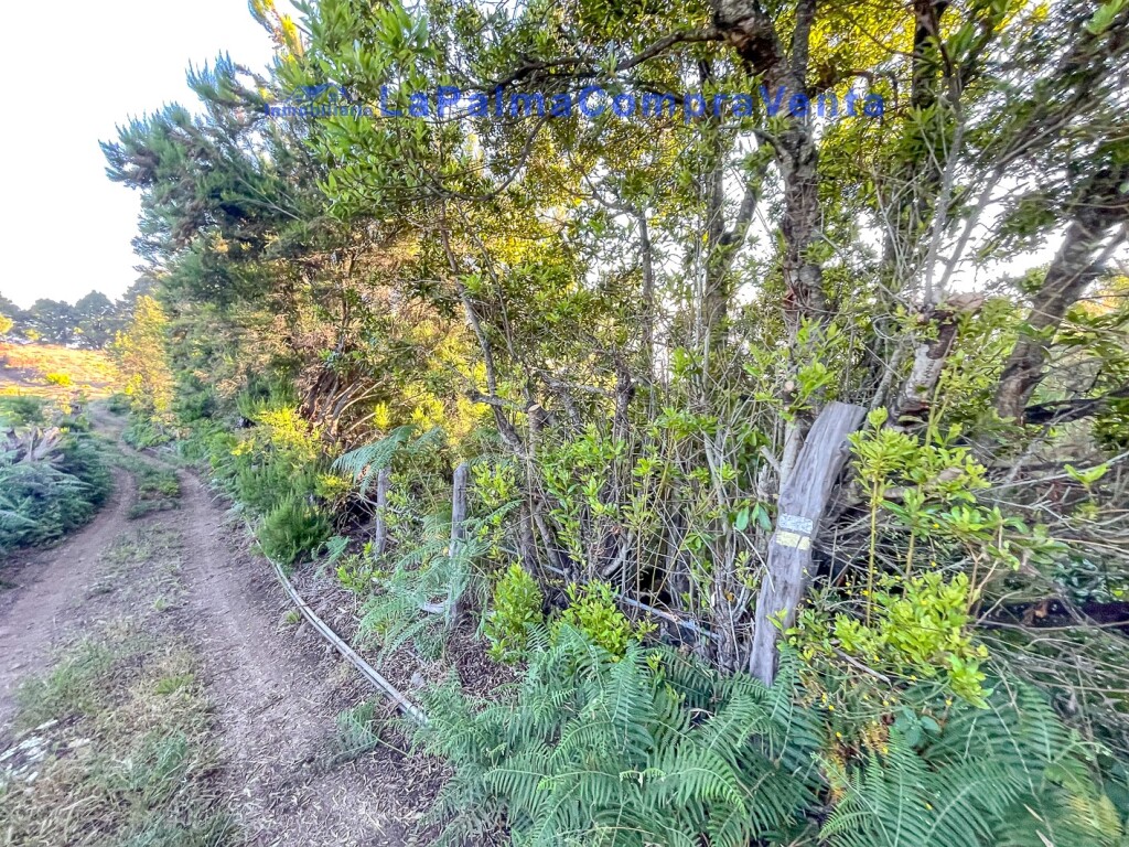 Imagen 4 de Suelo rústico en Venta en Roque Faro Santa Cruz de Tenerife Imagen 4 de Suelo rústico en Venta en Roque Faro Santa Cruz de Tenerife