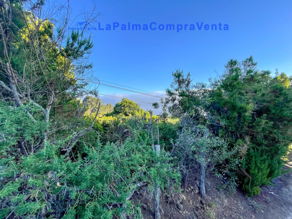 Imagen 1 de Suelo rústico en Venta en Roque Faro Santa Cruz de Tenerife - El Club del Propietario Imagen 1 de Suelo rústico en Venta en Roque Faro Santa Cruz de Tenerife