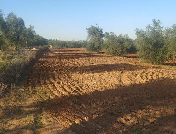 Imagen 2 de Subparcela de secano en Almensilla!!!!