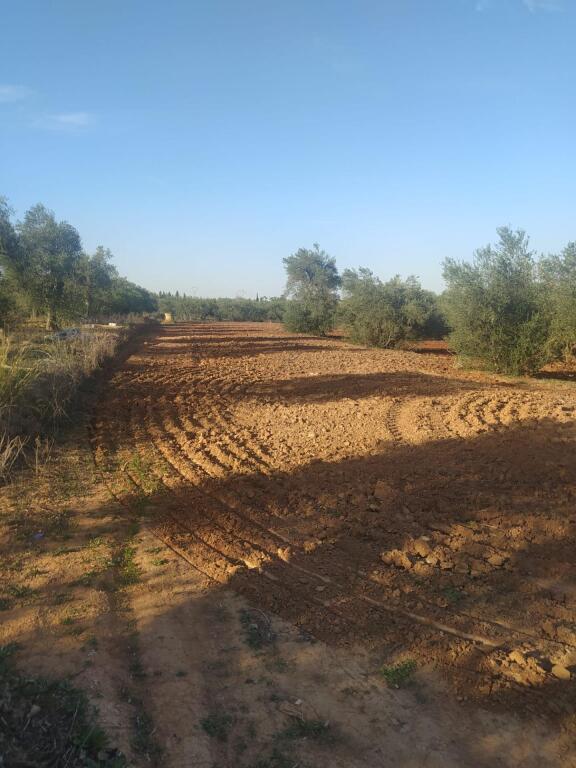 Imagen 2 de Subparcela de secano en Almensilla!!!! Imagen 2 de Subparcela de secano en Almensilla!!!!