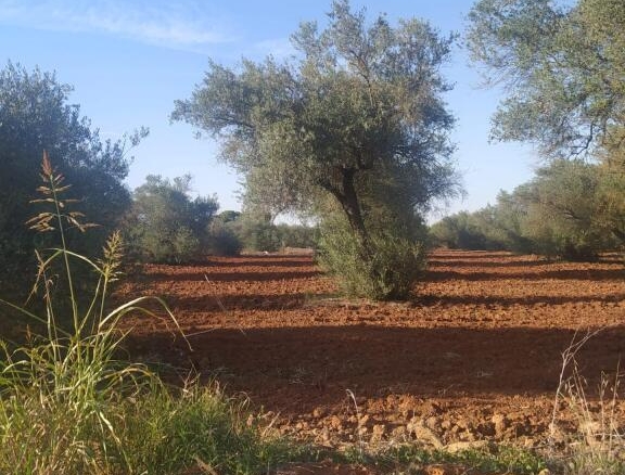 Imagen 3 de Subparcela de secano en Almensilla!!!!