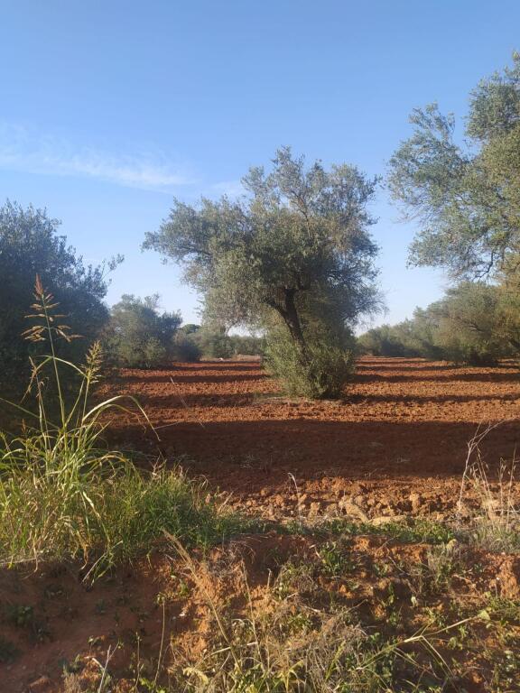 Imagen 3 de Subparcela de secano en Almensilla!!!! Imagen 3 de Subparcela de secano en Almensilla!!!!