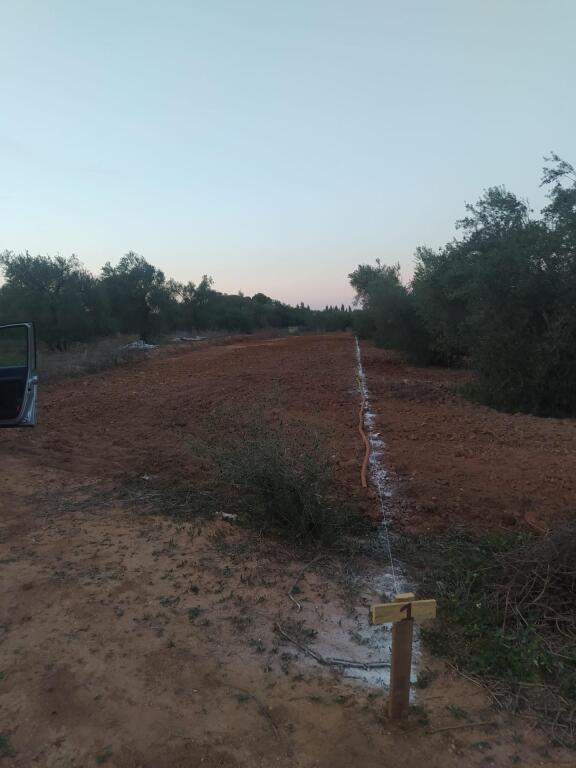 Imagen 4 de Subparcela de secano en Almensilla!!!! Imagen 4 de Subparcela de secano en Almensilla!!!!