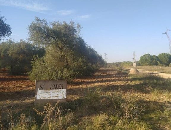 Imagen 1 de Subparcela de secano en Almensilla!!!!