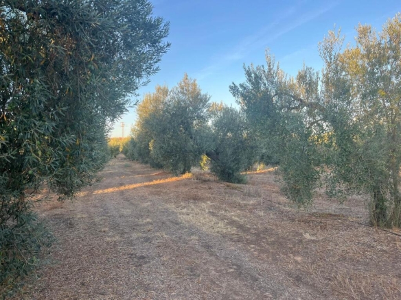 Imagen 2 de Finca de Olivar en Huévar del Aljarafe!!