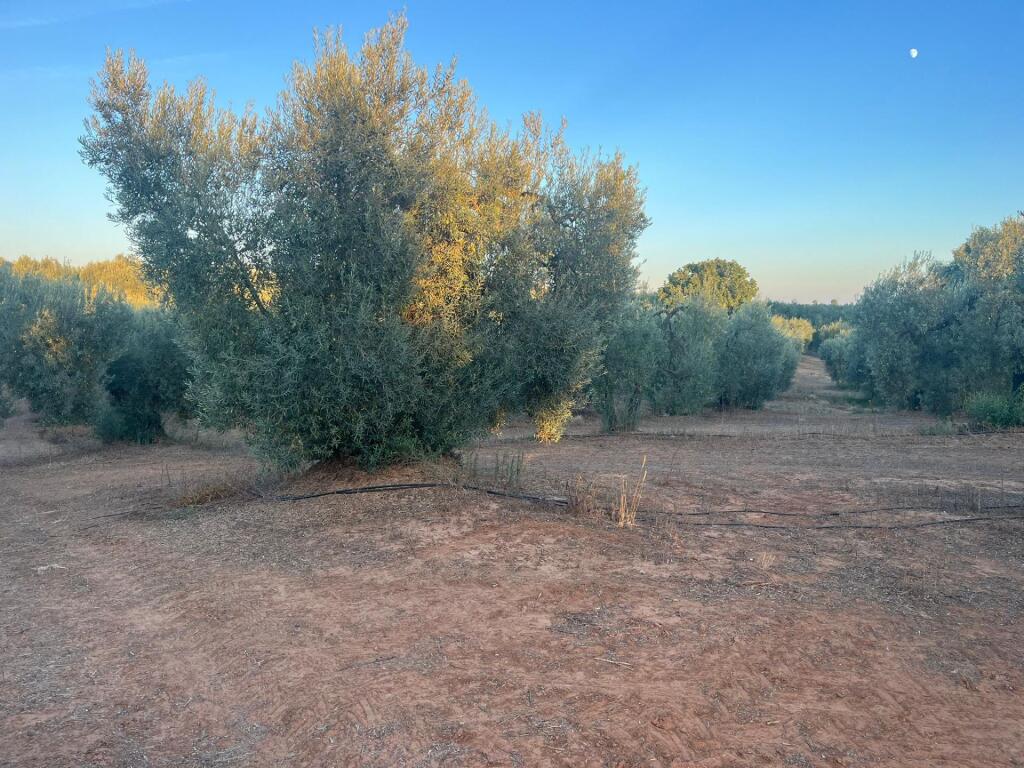 Imagen 3 de Finca de Olivar en Huévar del Aljarafe!!