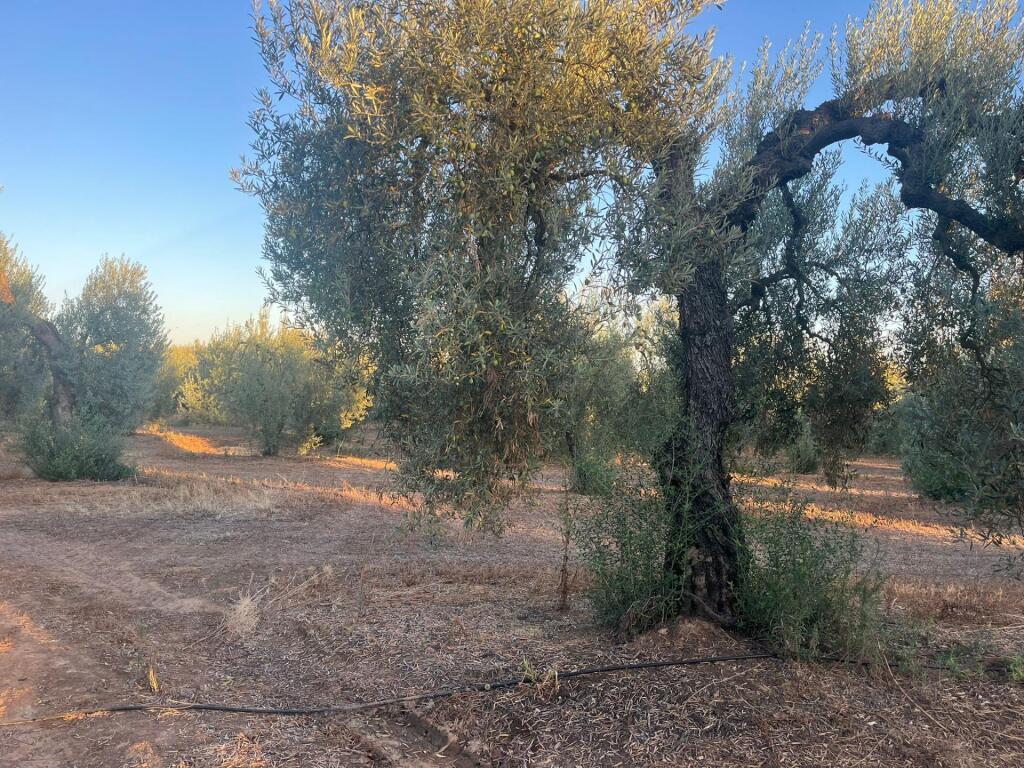 Imagen 4 de Finca de Olivar en Huévar del Aljarafe!!