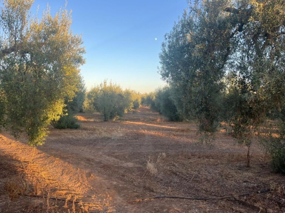 Imagen 1 de Finca de Olivar en Huévar del Aljarafe!!