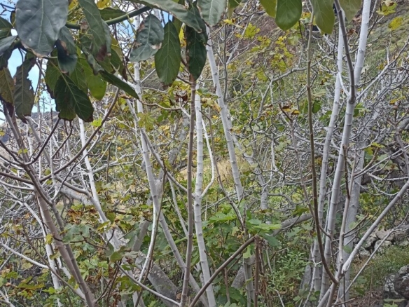 Imagen 2 de Casa de pueblo en Venta en Tijarafe Santa Cruz de Tenerife